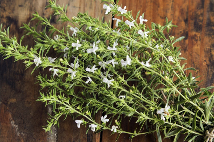 مرزه؛ گیاه عطر با خواص درمانی و کاربردهای فراوان در آشپزی