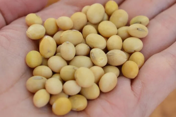 لوبیای سویا ماده اصلی تمپه