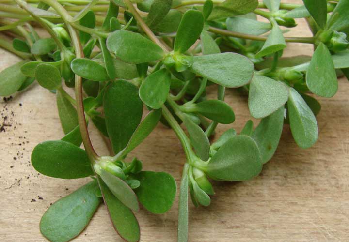 سبزی خرفه پرپین با ۹ فایده شگفت‌انگیز برای سلامتی